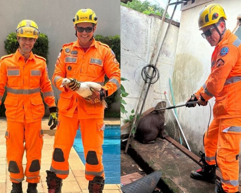 Bombeiros resgatam pato e capivara na área urbana de Ituiutaba