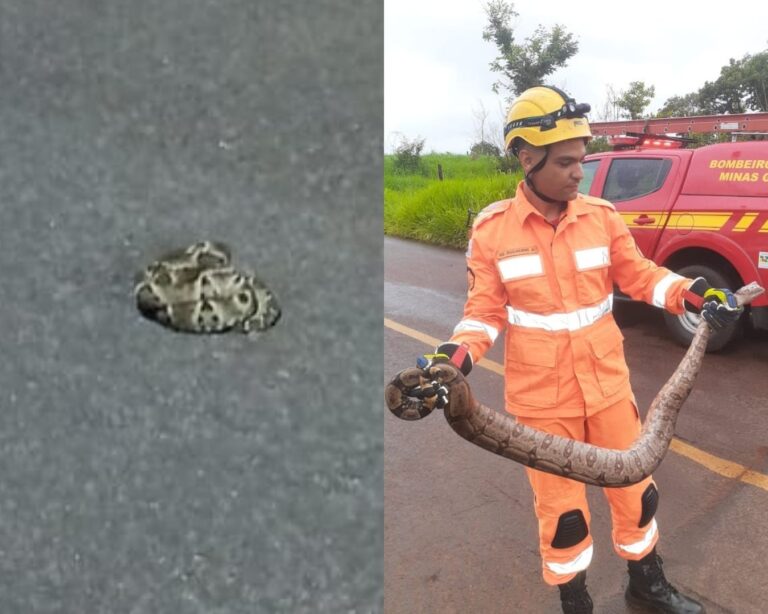 Corpo de Bombeiros é acionado em dois locais diferentes para captura de cobras na área urbana de Ituiutaba