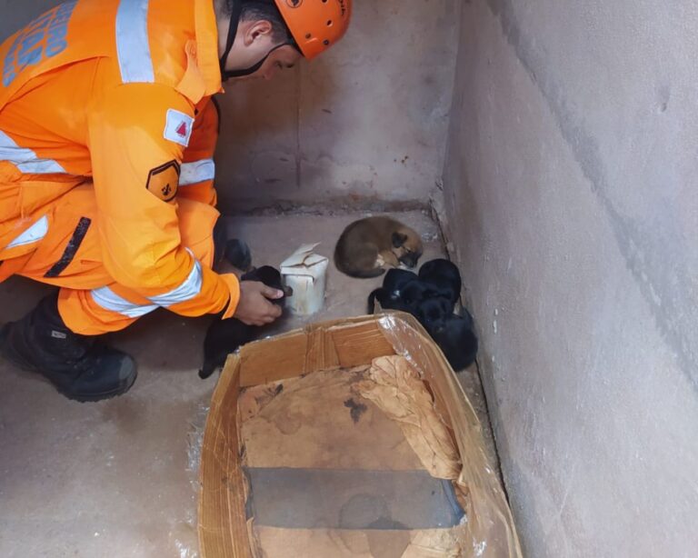 Cãozinho preso em tubulação é resgatado pelo Corpo de Bombeiros em Ituiutaba