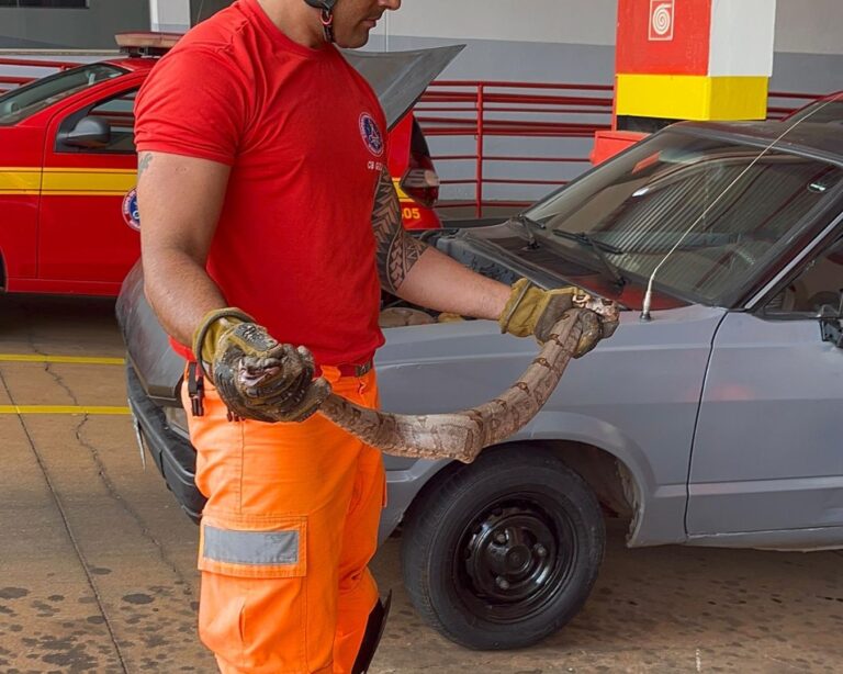 Jiboia é encontrada sob veículo em Ituiutaba; veja momento do resgate