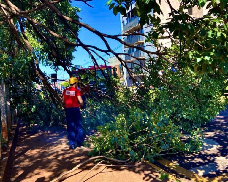 Queda de árvore no bairro Centro em Ituiutaba mobiliza Corpo de Bombeiros