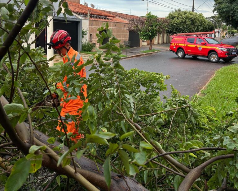 Novo temporal com ventos fortes derruba árvores e causa transtornos em Ituiutaba