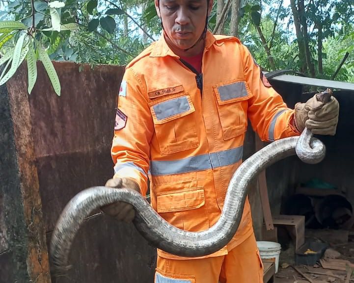 CBMMG captura animais silvestres em Ituiutaba e Gurinhatã