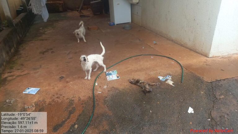 Falso protetor de animais é preso em Ituiutaba após cachorro ser encontrado morto e outros em condições precárias de saúde