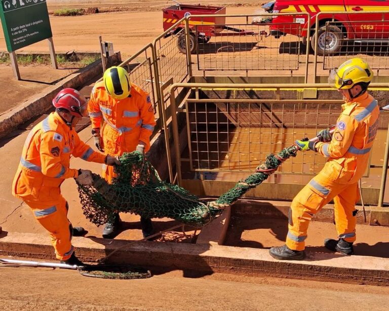 Jacaré é resgatado por bombeiros em empresa de bioenergia em Ituiutaba (MG)