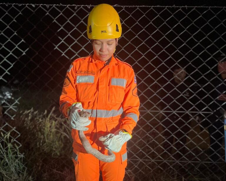 Cobra é Resgatada por Bombeiros em Fazenda de Energia Solar em Ituiutaba (MG)