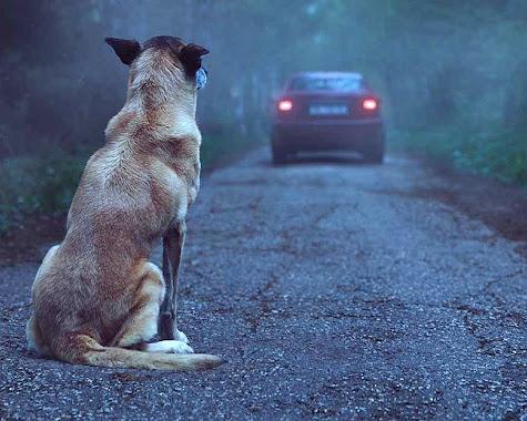 Motoristas que abandonarem animais poderão perder a carteira de habilitação