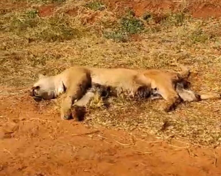 Onça-parda é encontrada morta às margens da BR-365 em Ituiutaba (MG)