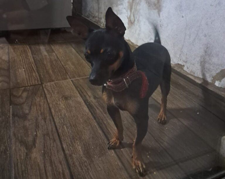 Família procura por cadelinha Princesa, desaparecida no Jardim Europa 1, em Ituiutaba