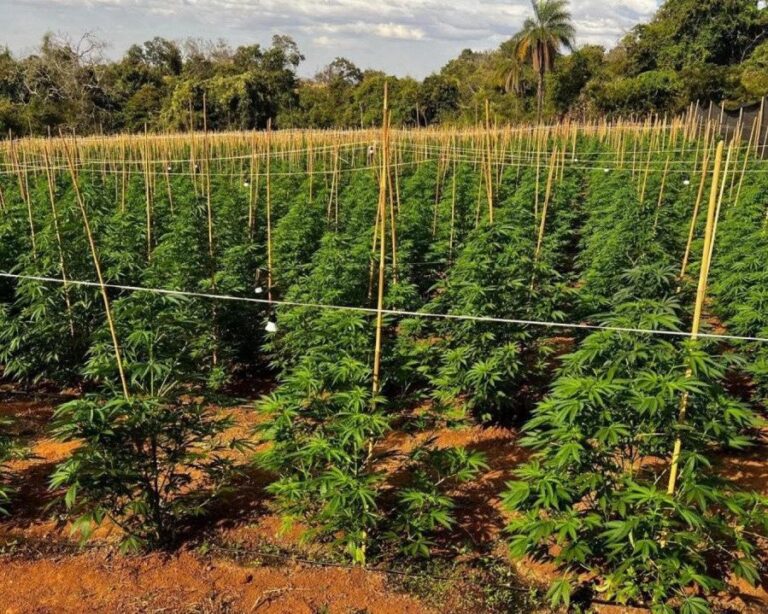 Polícia destrói plantação com quase seis mil pés de maconha em Coromandel (MG)