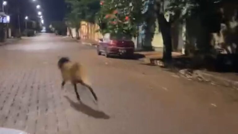 Lobo-guará é flagrado correndo pelas ruas de Centralina (MG)