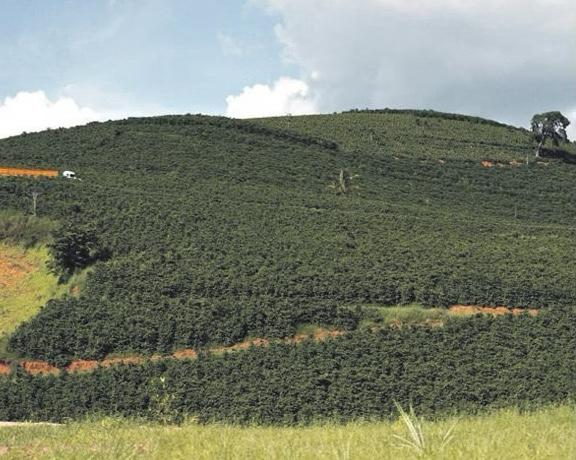 Setor de café pede a Trump fim de tarifaço e alerta que marcas americanas podem desaparecer