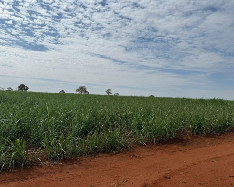 Sicoob Coopacredi promove 2º leilão online de imóvel rural em Ituiutaba