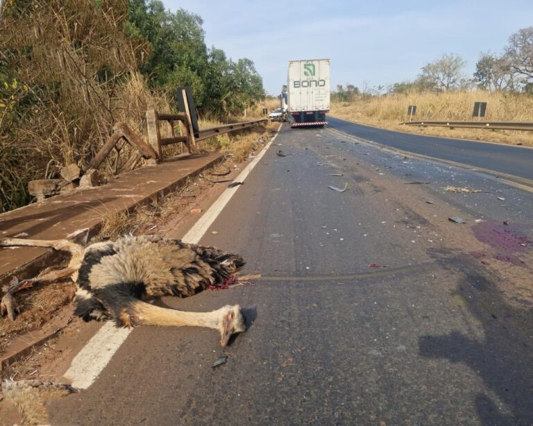 Ema na rodovia causa grave acidente entre carretas e caminhonete na MGC-497, em Uberlândia