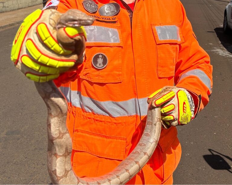 Bombeiros capturam serpente em veículo estacionado no Centro de Ituiutaba (MG)