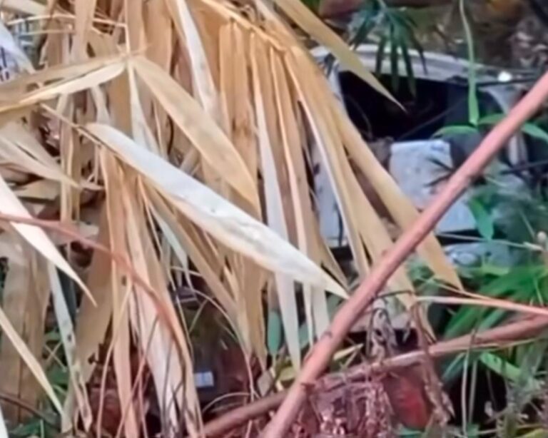 Caminhão cai em córrego e assusta moradores em Ituiutaba