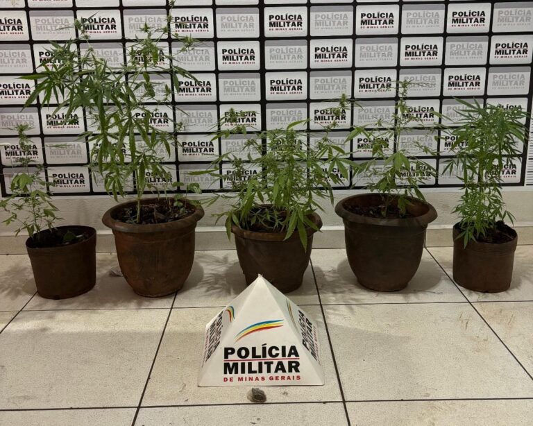 Pés de cannabis são apreendidos pela PMMG no Bairro Universitário em Ituiutaba