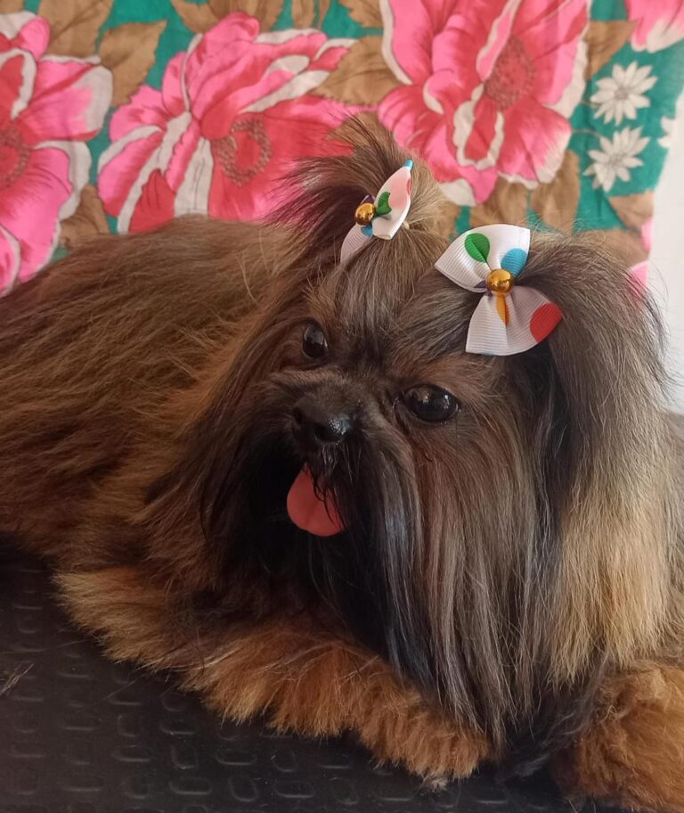 Família oferece R$ 2 mil de recompensa por Cacau, cadelinha shih-tzu desaparecida no bairro Portal dos Ipês, em Ituiutaba