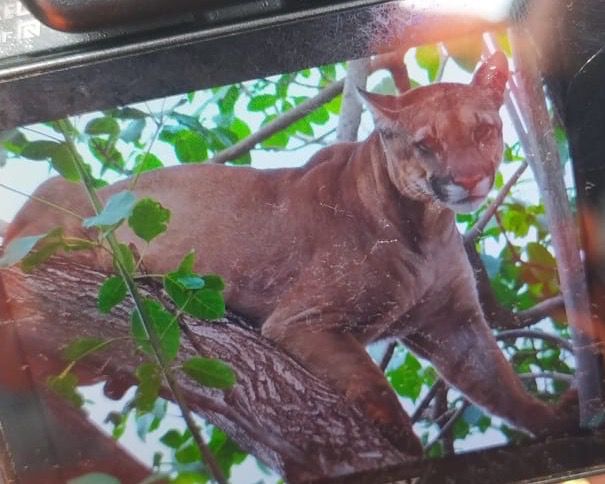 Onça-parda é capturada pelo CBMMG em cima de árvore de casa no distrito de Chaveslândia