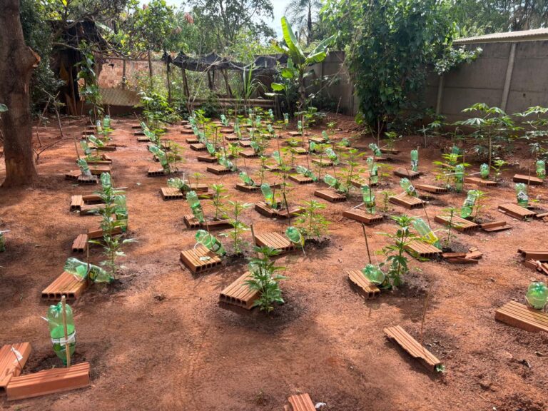 PC recupera veículos roubados e encontra plantação de maconha em chácara no Morada do Sol, em Uberlândia