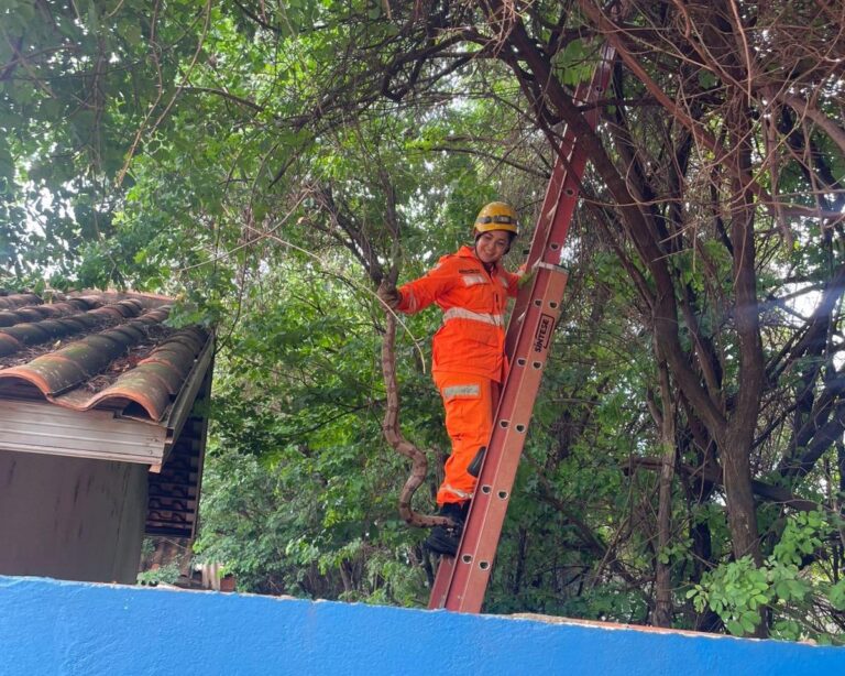 CBMMG captura jiboia em árvore no quintal de residência, em Capinópolis (MG)
