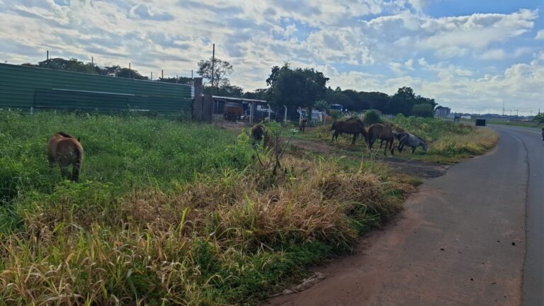 PM Rodoviária recolhe oito cavalos após serem encontrados soltos na LMG-503, em Uberlândia