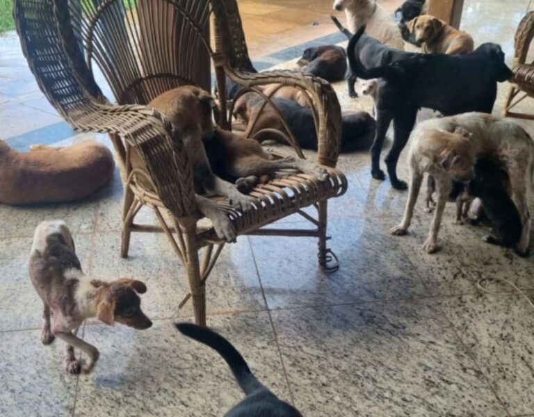 PM Ambiental resgata 22 cães em situação de maus-tratos após denúncia em Uberlândia
