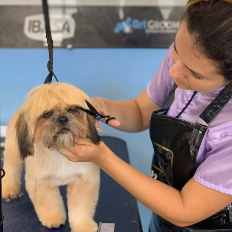 Lei obriga pet shops a gravarem banho e tosa mediante pedido do tutor em Porto Alegre (RS)