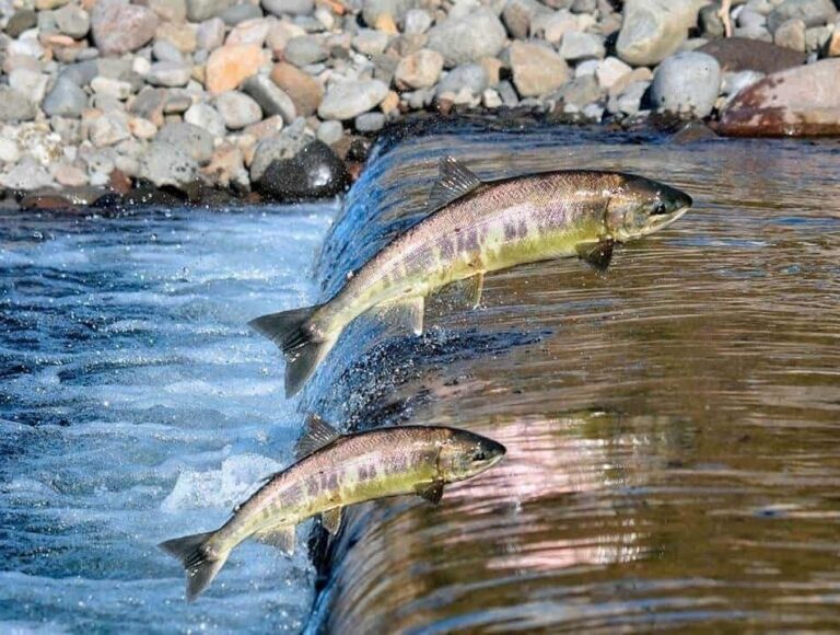 Fim da Piracema libera pesca de espécies nativas sob restrições em Minas Gerais