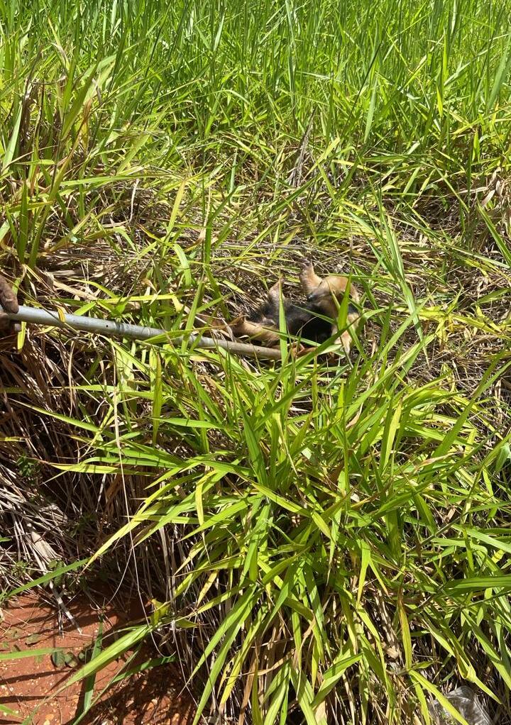 Bombeiros capturam tamanduá-mirim dentro de residência em Gurinhatã