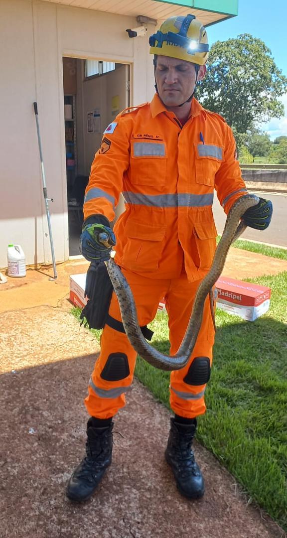 Bombeiros capturam duas serpentes em unidade de concessionária na BR-365, em Santa Vitória