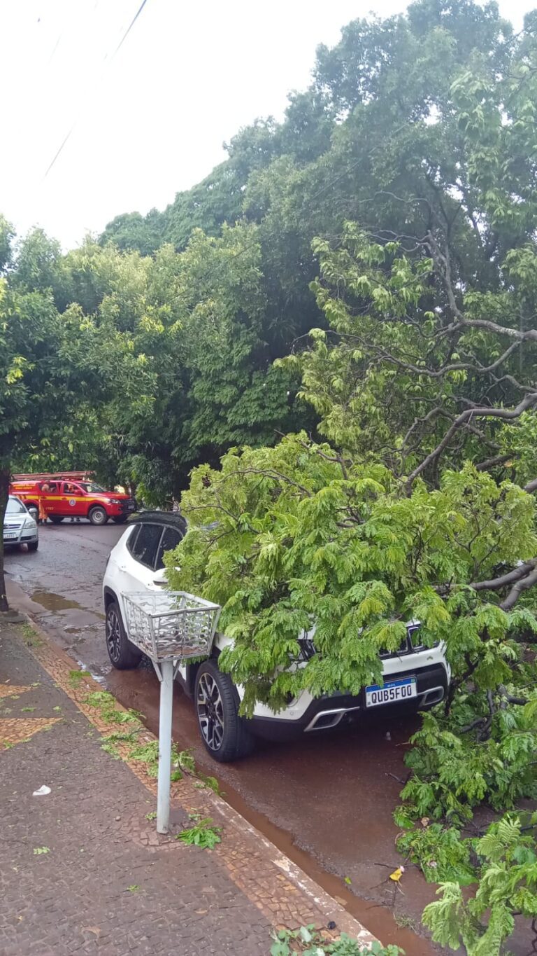Bombeiros e Secretaria de Obras trabalham na liberação de rua após queda de árvore em Ituiutaba