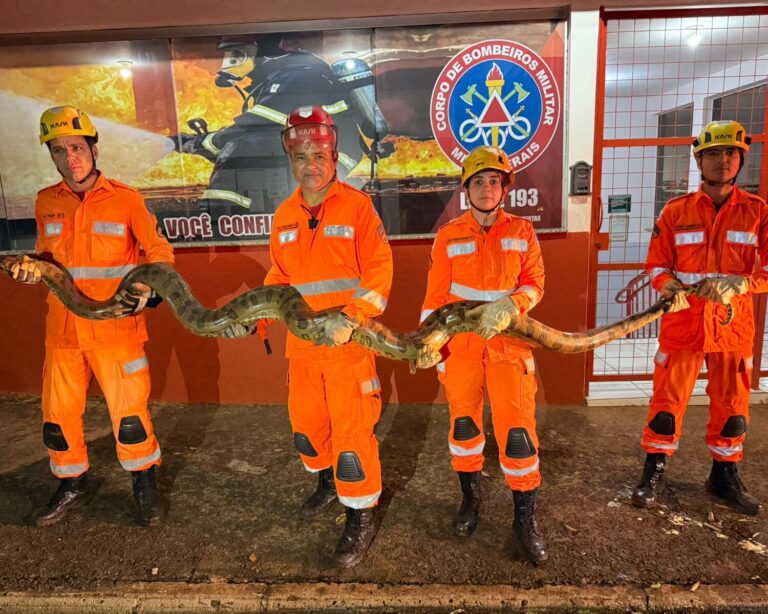 Sucuri de 4 metros de comprimento é capturada no bairro São José em Ituiutaba