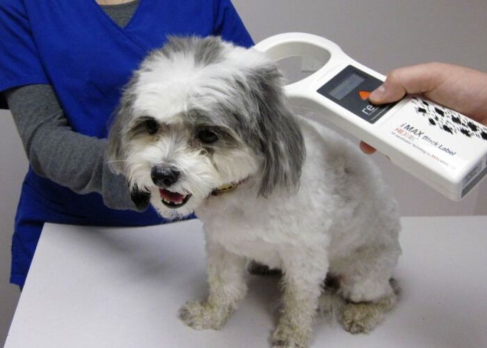 Sistema estadual de identificação de animais domésticos de MG registra quase 400 mil pets microchipados