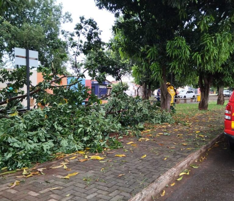 Árvore é removida do canteiro central da Avenida Minas Gerais após queda em Ituiutaba