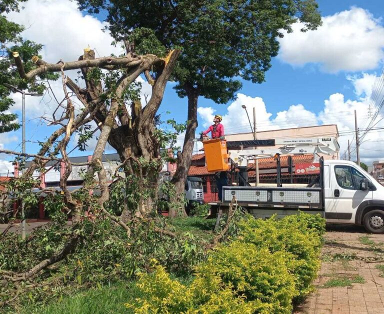 Árvore com estrutura comprometida é removida na Rodoviária de Ituiutaba