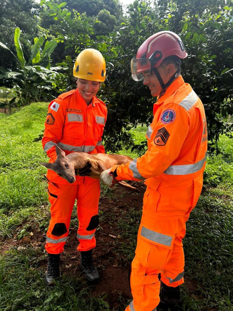 Veado é capturado e devolvido à natureza após resgate no bairro Tupã, em Ituiutaba