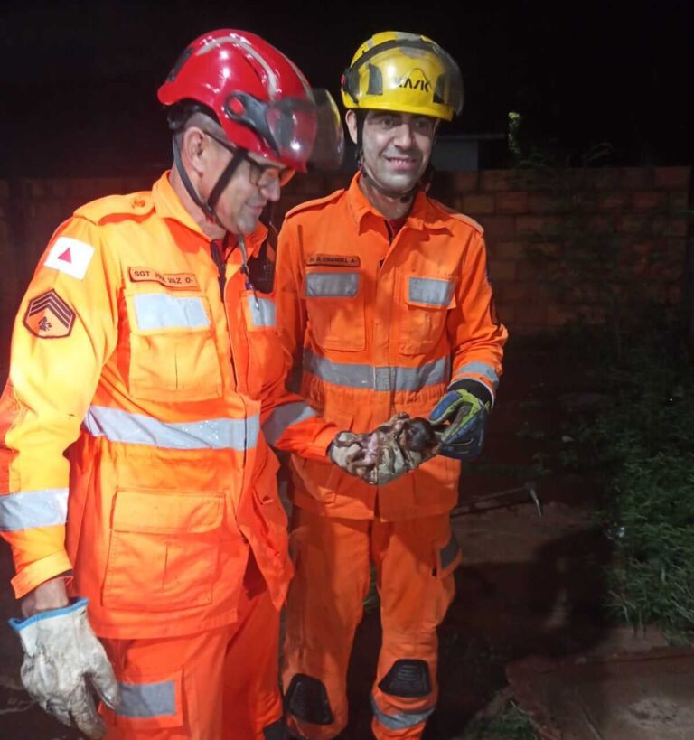 Filhote de cachorro é salvo após cair em tubulação de esgoto em Ituiutaba