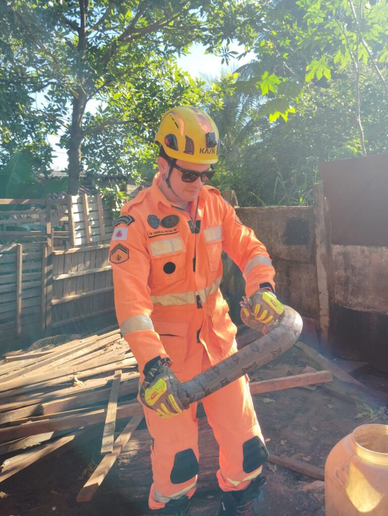 Jiboia é capturada em residência no bairro Independência, em Ituiutaba