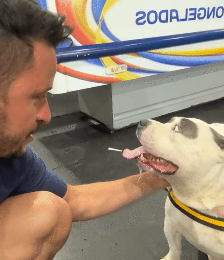 Cachorro esfaqueado em Ituiutaba passa por cirurgia e se recupera