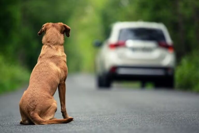 Projeto que prevê cassação da CNH por abandono de animais avança na câmara