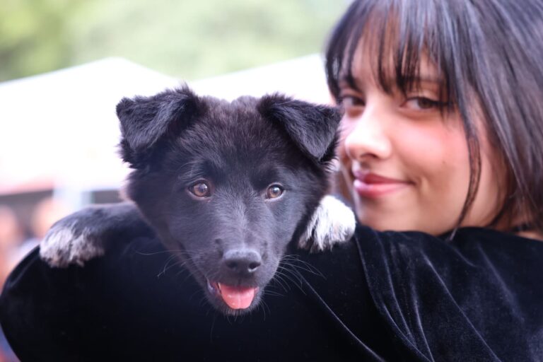 Nova lei regulamenta guarda compartilhada de pets após separação