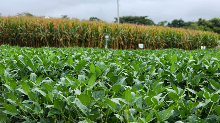 Produção de grãos em Minas Gerais cresce 61% em dez anos