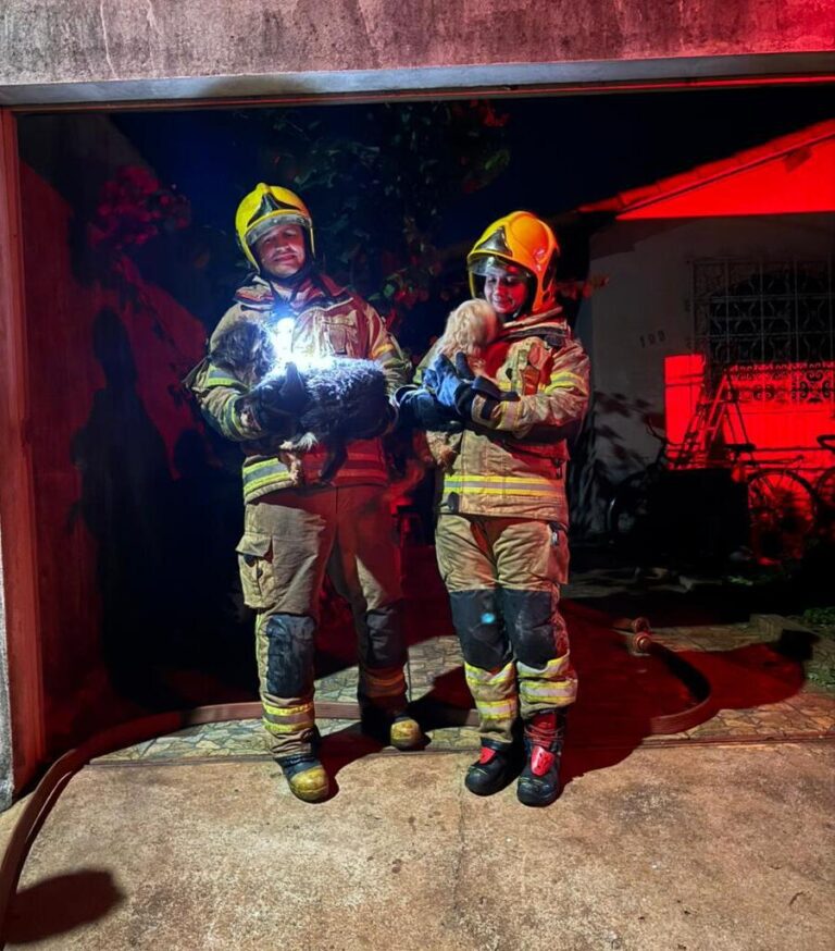 Quatro cães são resgatados durante incêndio em residência no bairro Camargo, em Ituiutaba