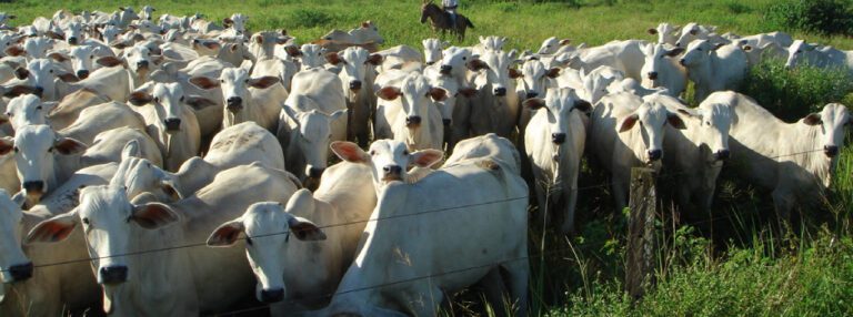 Cadeia de carnes impulsiona desempenho do agronegócio mineiro e movimenta R$ 167,8 bilhões em 2025
