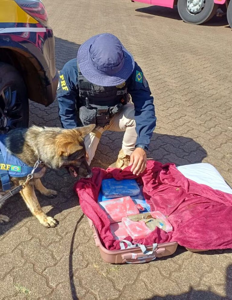 Cão farejador da PR Federal ajuda a apreender mais de 9 kg de maconha em ônibus, em Uberlândia