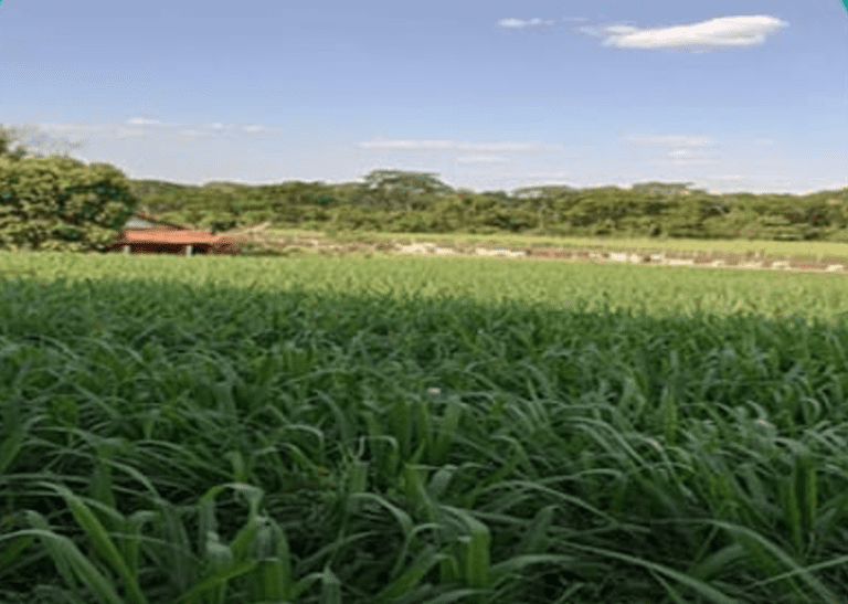 Sicoob Coopacredi realiza leilão online de fazenda em Gurinhatã com lance incial por apenas R$ 1.316.841,22
