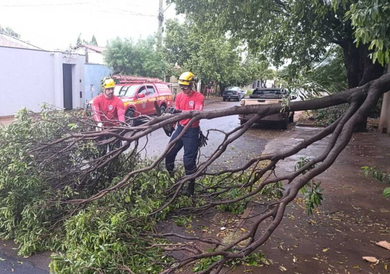 Árvore caída é removida no bairro Eldorado após fortes chuvas em Ituiutaba