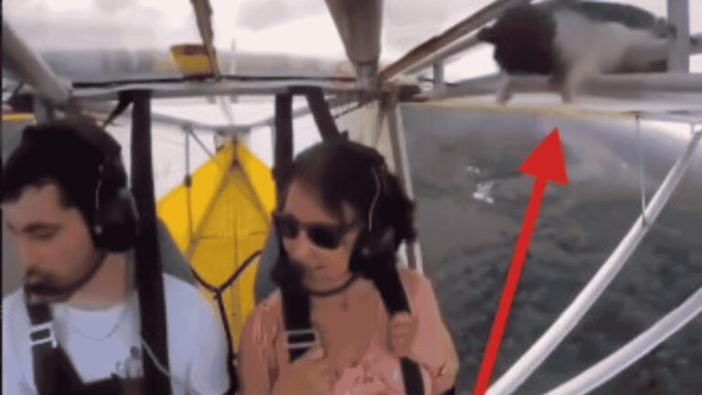 VÍDEO: Gato é flagrado “viajando” na asa de ultraleve e vídeo viraliza nas redes sociais