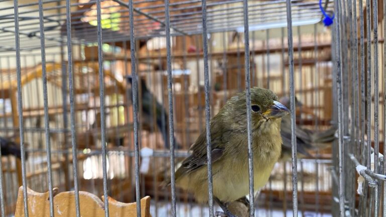 Operação Libertas resgata mais de 150 aves e prende suspeitos por tráfico em Minas